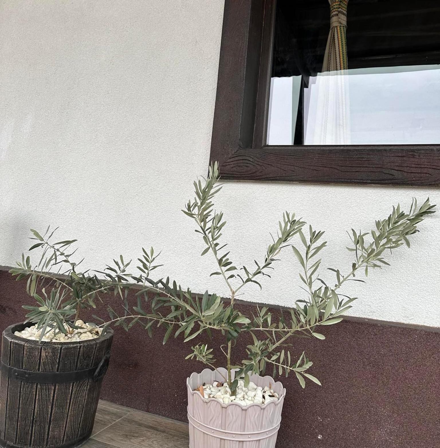 Hotel Бялата Къща Chakalarovo Zewnętrze zdjęcie